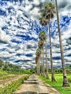 Trees near a road in a botanical garden in Japan