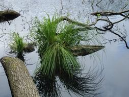 Plants in the lake