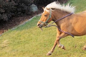 brown horse is galloping on a farm