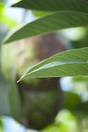 big green leaves at blurred background