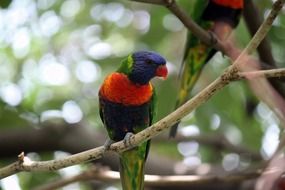 multi-colored parrot in a wildlife park on a blurred background