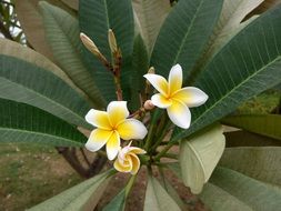 Plumeria, fragrant blooming plant