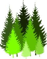 drawn spruce forest on a white background