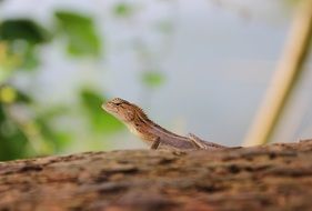 lizard nature