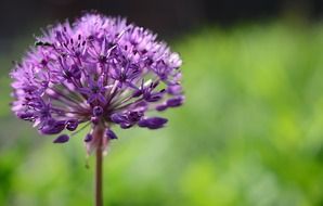 purple flower on a blurry green background