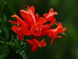 evergreen bush with red flowers