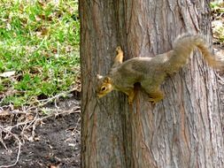 squirrel on tree trunk