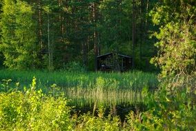 small house in the middle of the forest, Finland