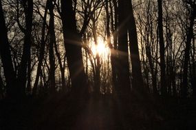 bright sun between black tree trunks