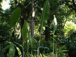 Green plants in the rainforest