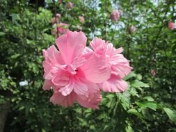 pink lush flowers on the tree in the garden on a sunny day