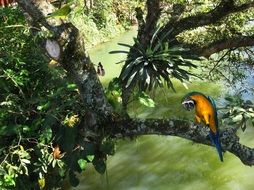 blue macaw arara sitting over the green water