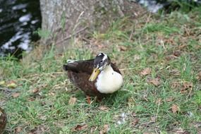 Mallard on the green grass