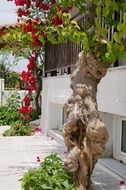 unusual tree with red flowers in the Mediterranean