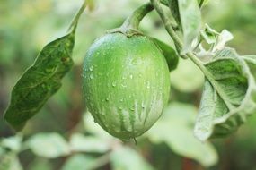 exotic vegetables in Asia