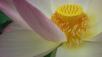 lotus buddhism flower