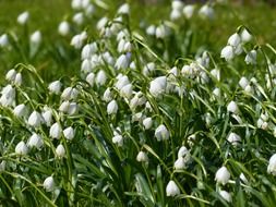 Beautiful blossoming white flowers on the green meadow