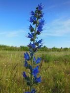 Blue echium vulgare flowers