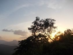 trees at sunset, Sri Lanka