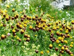 zygomorphic flowers