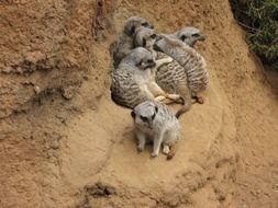 Picture of meerkats in the Wild