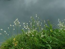 Grass against the dark cloudy sky