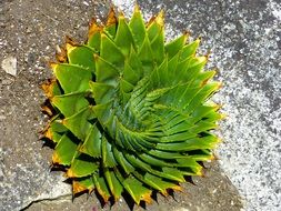 aloe polyphylla plant