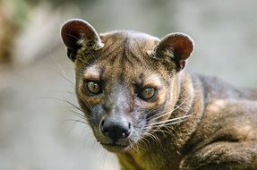madagascar predator close-up on blurred background