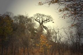 baobab tree africa