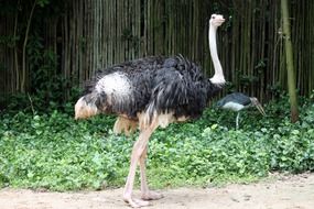 ostrich in a wildlife park