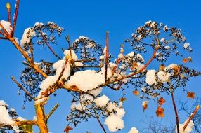 snow tree on a clear day