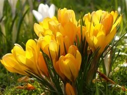 cheerful yellow crocuses