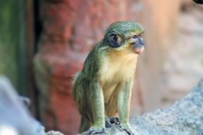 little primate is sitting on a tree, India