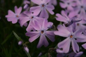 purple garden flowers, Phlox subulata