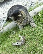 cat playing with a toad on green grass