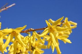 Close-up of the beautiful, yellow forsythia flowers at blue sky background