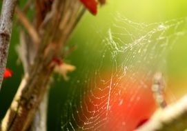 web on wild rose