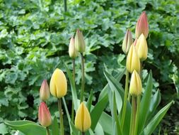 Colorful and blooming tulips in a garden