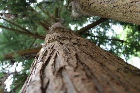 trunk with bark in an evergreen tree