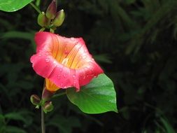 beauty gentle tropical floral