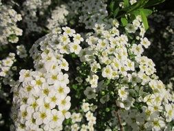 white flowers on a spirea bush