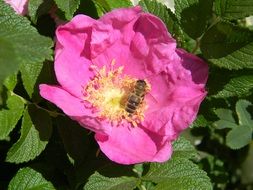 Nothing on the pink rosehip flower