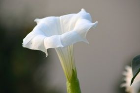 white summer flower in the garden