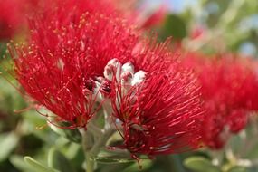 red flowers blossom New Zealand