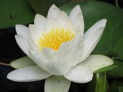 white lily flower on the pond