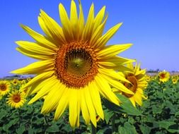 sunflower blossoms in summertime