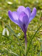 purple crocus blossom