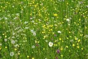 meadow with various wild flowers