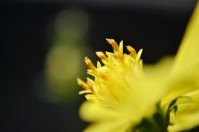 yellow flower close-up on a blurred background