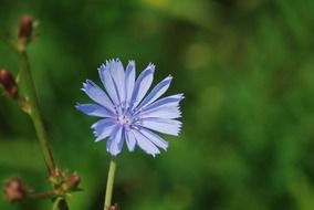 bluish wild flower